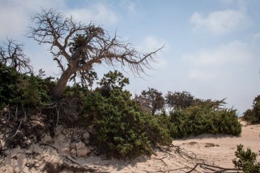  Sedir ormanında kurumuş sedir ağacı, beyaz kum, plaj, Chrissi Adası, Yunanistan