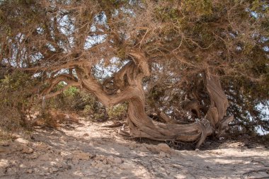  Sedir ormanında kurumuş sedir ağacı, beyaz kum, plaj, Chrissi Adası, Yunanistan
