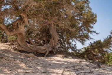  Sedir ormanında kurumuş sedir ağacı, beyaz kum, plaj, Chrissi Adası, Yunanistan