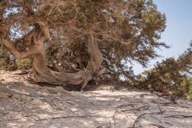  Sedir ormanında kurumuş sedir ağacı, beyaz kum, plaj, Chrissi Adası, Yunanistan
