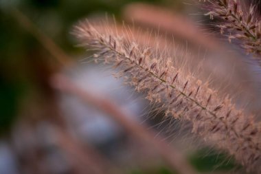 Pennisetum purpureum Cenchrus purpureus Schumach 'ı kapatın., 