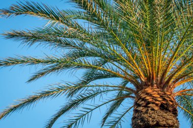 Palmiye ağaçları, mavi gökyüzü arka planı. Yaprak, seyahat.