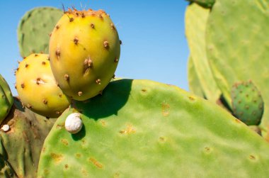 Yenilebilir dikenli armut kaktüsü meyvesi yemeye hazır.
