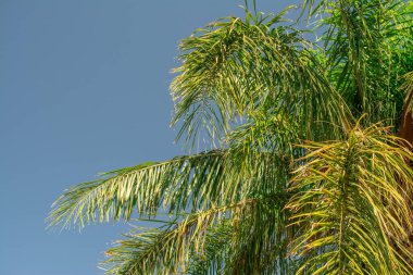 Palmiye ağaçları, mavi gökyüzü arka planı. Yaprak, seyahat.