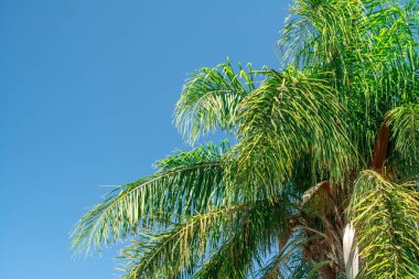 Palmiye ağaçları, mavi gökyüzü arka planı. Yaprak, seyahat.