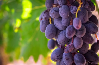 Yapraklı şarap üzümü dalı. 