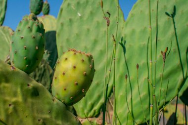 Yenilebilir dikenli armut kaktüsü meyvesi yemeye hazır.