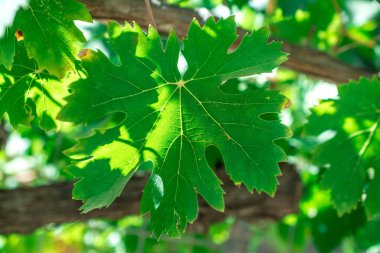 Yapraklı şarap üzümü dalı. 