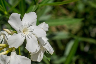 Buds ile beyaz Oleander Çiçeği