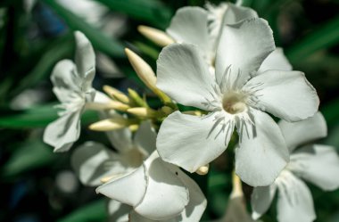 Pennisetum purpureum Cenchrus purpureus Schumach 'ı kapatın.