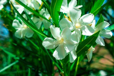 Pennisetum purpureum Cenchrus purpureus Schumach 'ı kapatın.