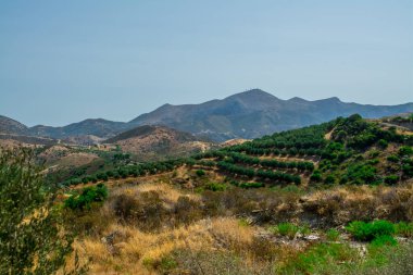 Pennisetum purpureum Cenchrus purpureus Schumach 'ı kapatın.