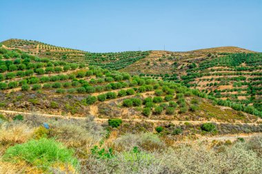 Zeytin ağaçları, mavi gökyüzü, manzara, Yunanistan