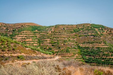 Pennisetum purpureum Cenchrus purpureus Schumach 'ı kapatın.