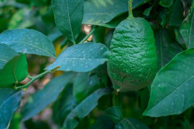 Bahçedeki ağaçta taze yeşil limon