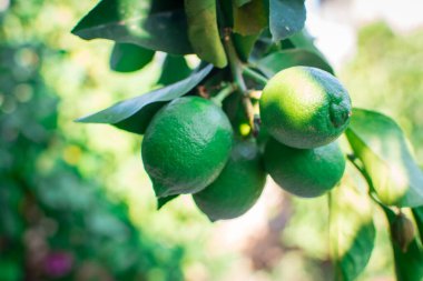 Bahçedeki ağaçta taze yeşil limon
