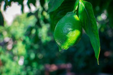 Bahçedeki ağaçta taze yeşil limon