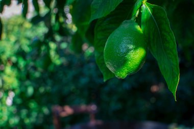Bahçedeki ağaçta taze yeşil limon