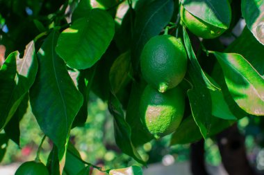 Bahçedeki ağaçta taze yeşil limon