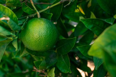 Bahçedeki ağaçta taze yeşil limon