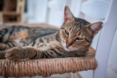 Bahçedeki sandalyede yatan kedi portresi