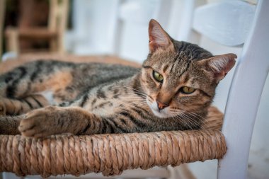 Bahçedeki sandalyede yatan kedi portresi