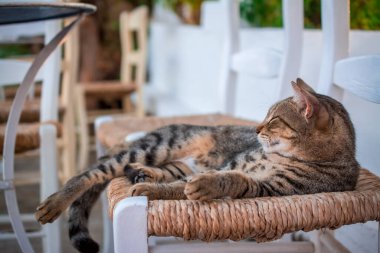 Bahçedeki sandalyede yatan kedi portresi