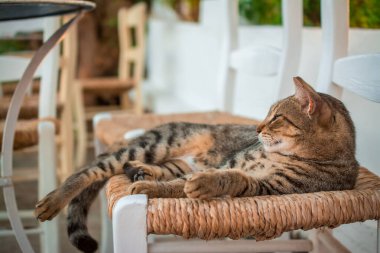 Bahçedeki sandalyede yatan kedi portresi