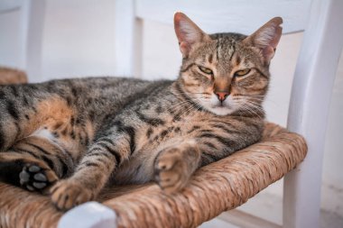 Bahçedeki sandalyede yatan kedi portresi