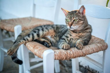 Bahçedeki sandalyede yatan kedi portresi