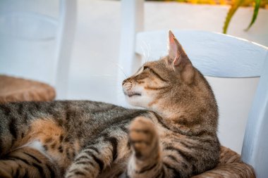 Bahçedeki sandalyede yatan kedi portresi