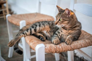 Bahçedeki sandalyede yatan kedi portresi