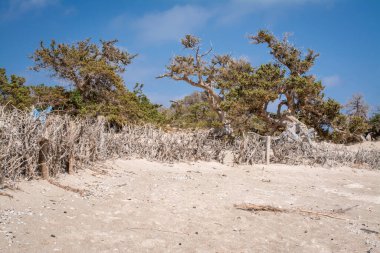  Sedir ormanında kurumuş sedir ağacı, beyaz kum, plaj, Chrissi Adası, Yunanistan
