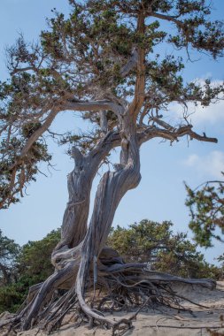  Sedir ormanında kurumuş sedir ağacı, beyaz kum, plaj, Chrissi Adası, Yunanistan
