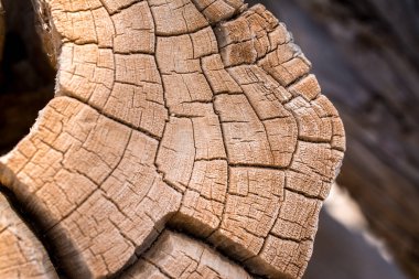 Eski sedir ağacının gövde kesim arkaplanı dokusu