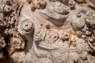 Eski sedir ağacının gövde kesim arkaplanı dokusu