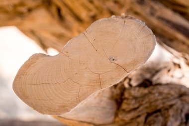 Beyaz tabakta kızarmış ahtapot.