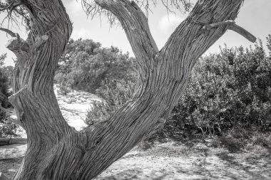  Sedir ormanında kurumuş sedir ağacı, beyaz kum, plaj, Chrissi Adası, Yunanistan