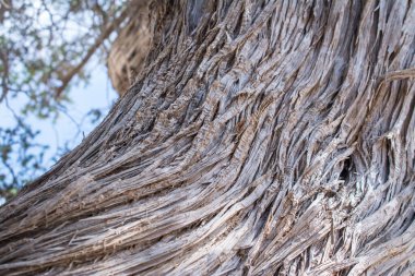 Kurumuş bir sedir ağacı, beyaz kum, sahil, Chrissi Adası, Yunanistan