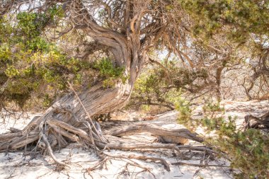 Kurumuş bir sedir ağacı, beyaz kum, sahil, Chrissi Adası, Yunanistan