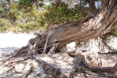 Kurumuş bir sedir ağacı, beyaz kum, sahil, Chrissi Adası, Yunanistan