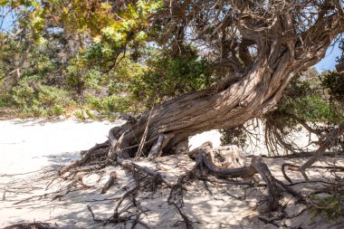 Kurumuş bir sedir ağacı, beyaz kum, sahil, Chrissi Adası, Yunanistan