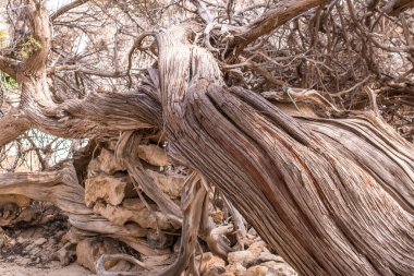 Kurumuş bir sedir ağacı, beyaz kum, sahil, Chrissi Adası, Yunanistan