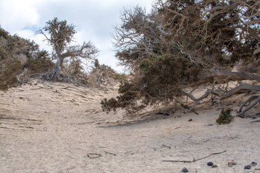 Kurumuş bir sedir ağacı, beyaz kum, sahil, Chrissi Adası, Yunanistan