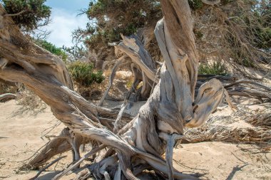 Kurumuş bir sedir ağacı, beyaz kum, sahil, Chrissi Adası, Yunanistan