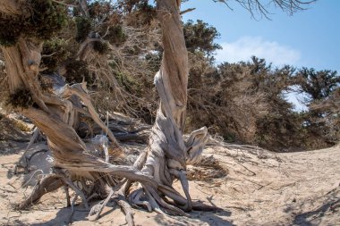 Kurumuş bir sedir ağacı, beyaz kum, sahil, Chrissi Adası, Yunanistan