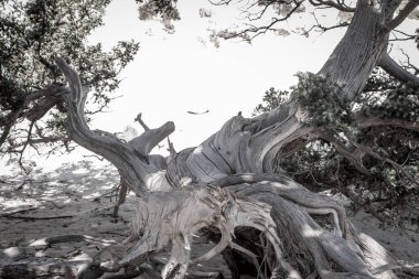 Kurumuş bir sedir ağacı, beyaz kum, sahil, Chrissi Adası, Yunanistan