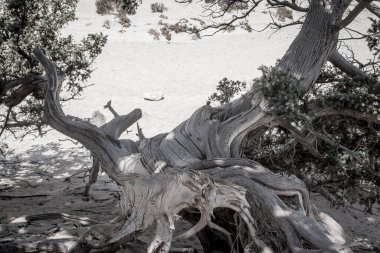 Kurumuş bir sedir ağacı, beyaz kum, sahil, Chrissi Adası, Yunanistan