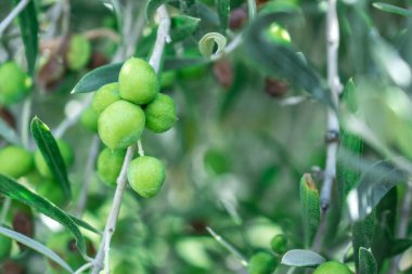 Yeşil zeytinli zeytin ağacı ayrıntıları.