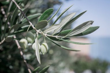 Yeşil zeytinli zeytin ağacı ayrıntıları.